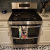 German Shepherd Luau Kitchen Towel Dish Cloths Guest Hand Towel Decorative Bathroom Towel for Face,Tea, Dishcloth, Kitchen and Bath